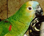 Blue Fronted Amazon
