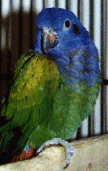Blue Headed Pionus