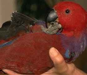 Eclectus