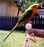 Jendaya Conure